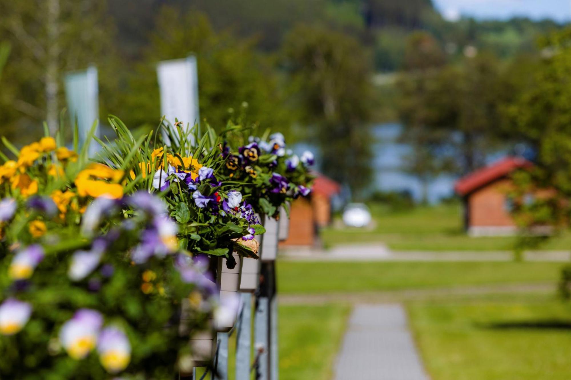 Resort Olsina Horní Planá Eksteriør billede